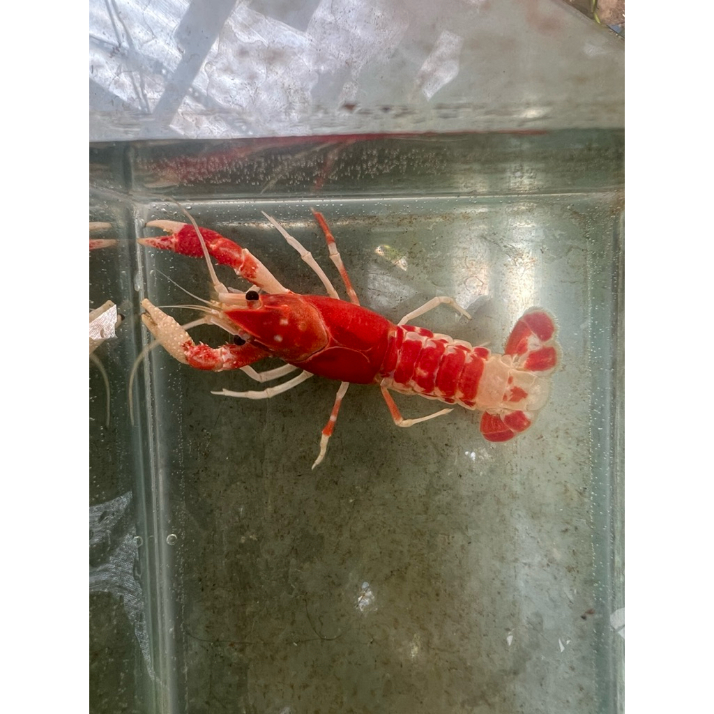 hiasan aquarium lobster air tawar jenis ghost clarkii betina