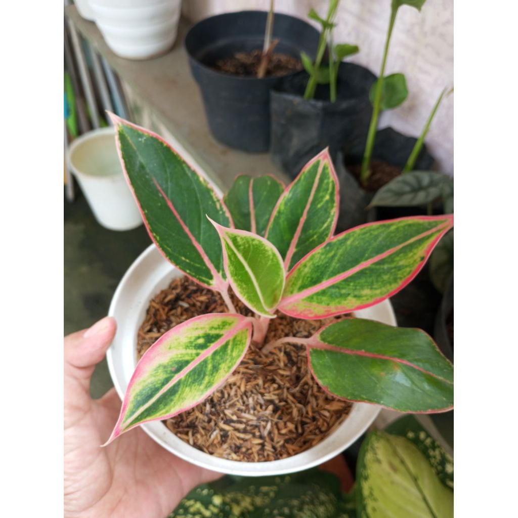 Aglonema siam aurora lipstik pink