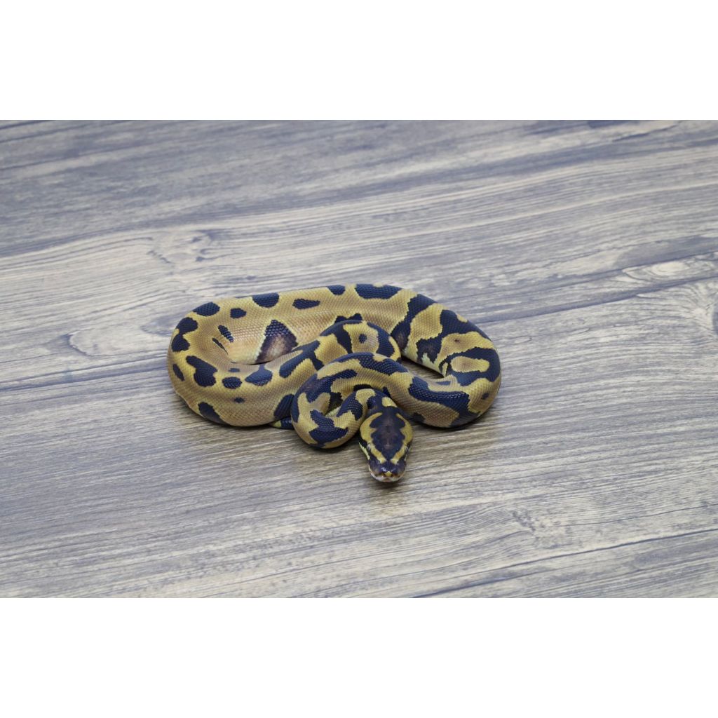 Ballpython Leopard Enchi Het Lavender Het Clown Male