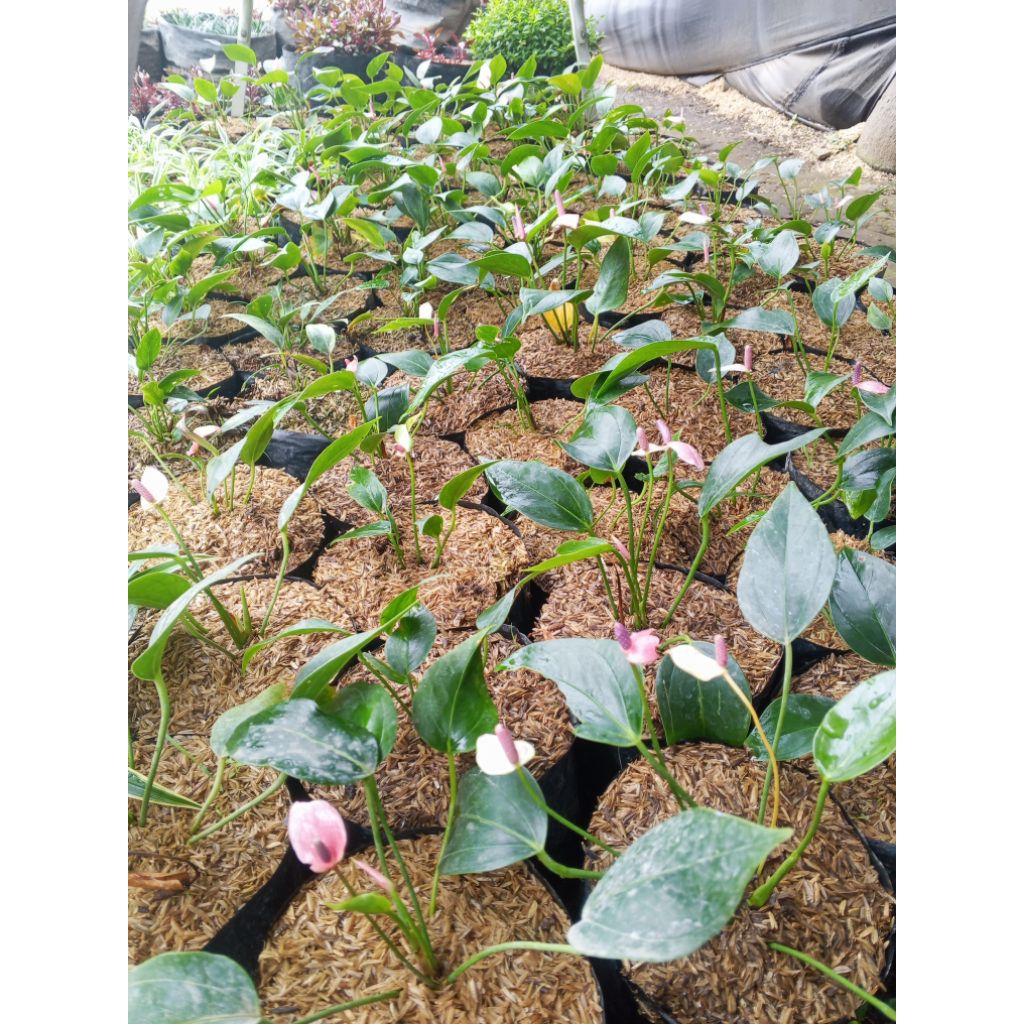 bibit bunga anthurium pink
