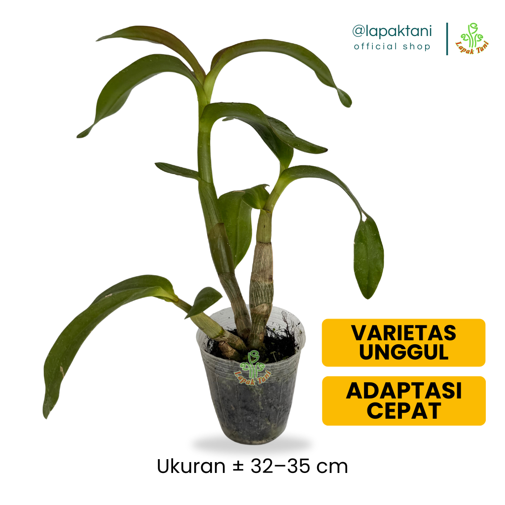 Usia Remaja Anggrek Dendrobium Premium – Tanaman Hidup Siap Berbunga Jumbo