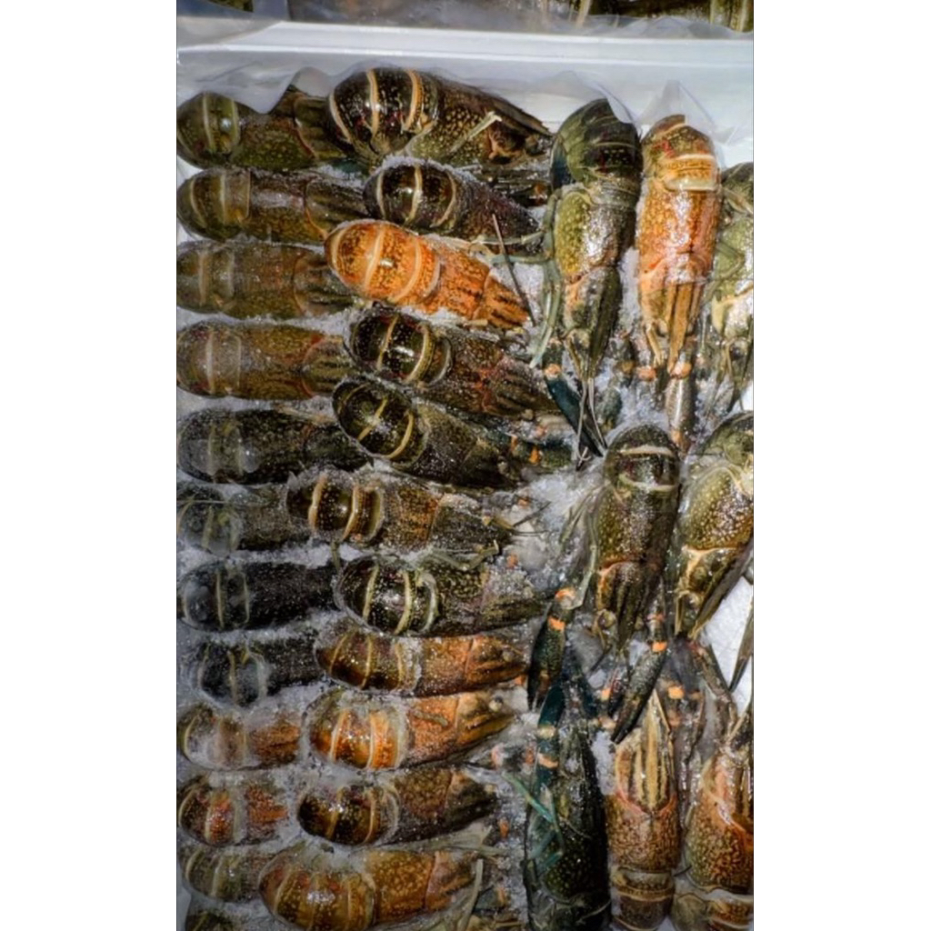 Lobster Air Tawar Frozen