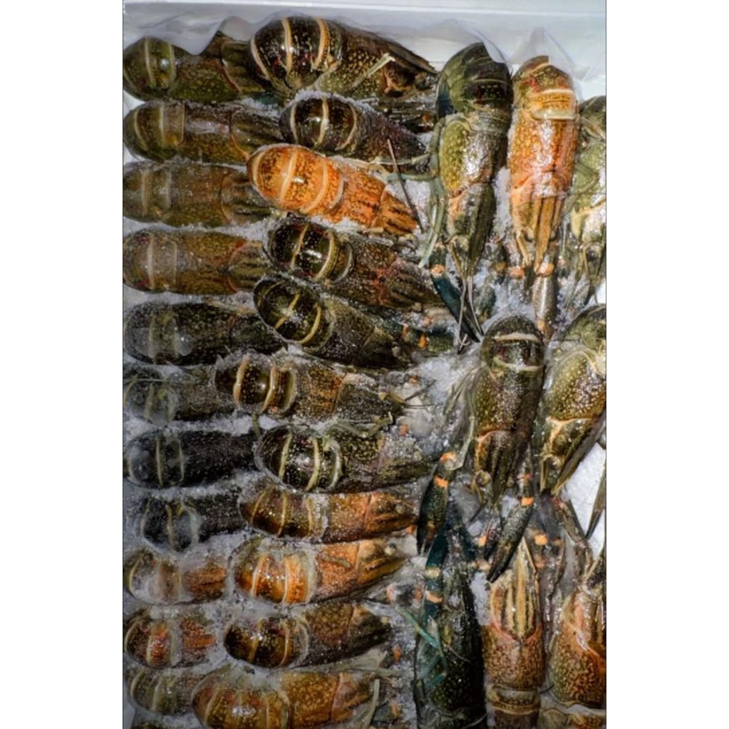 Lobster air tawar