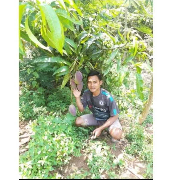 Entres mangga yuwen 6 valid. utk okulasi dan grafting. indukan sudah produktif