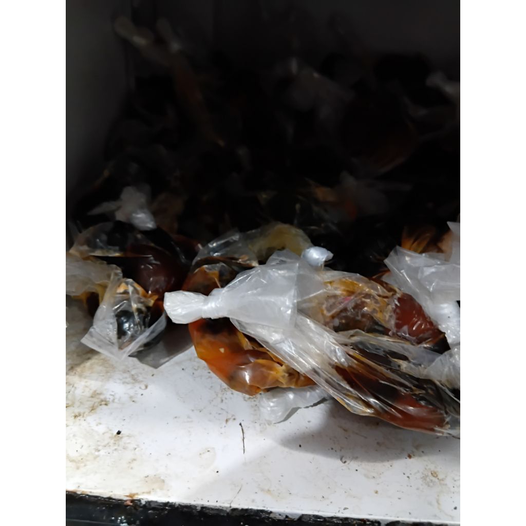 cendil telor bebek umpan galatama lele