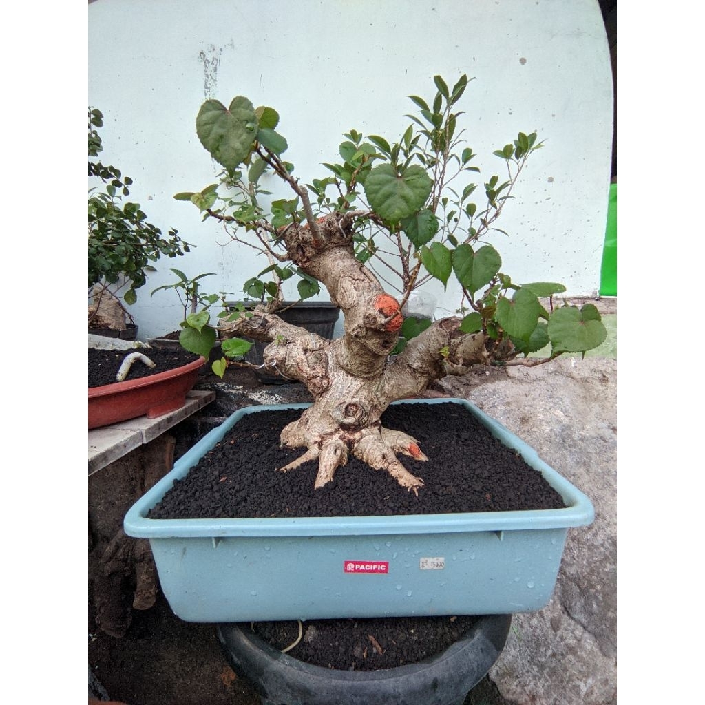 Bonsai Waru Taiwan