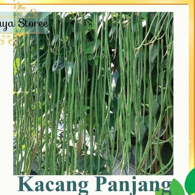 Benih KACANG PANJANG KATRINA lebih tahan virus bibit unggul berkualitas