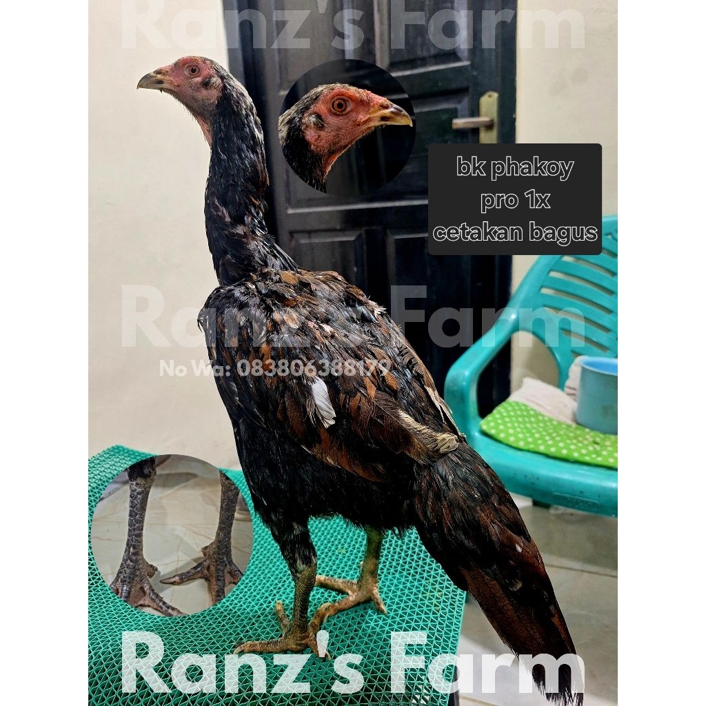 ayam bangkok betina phakoy