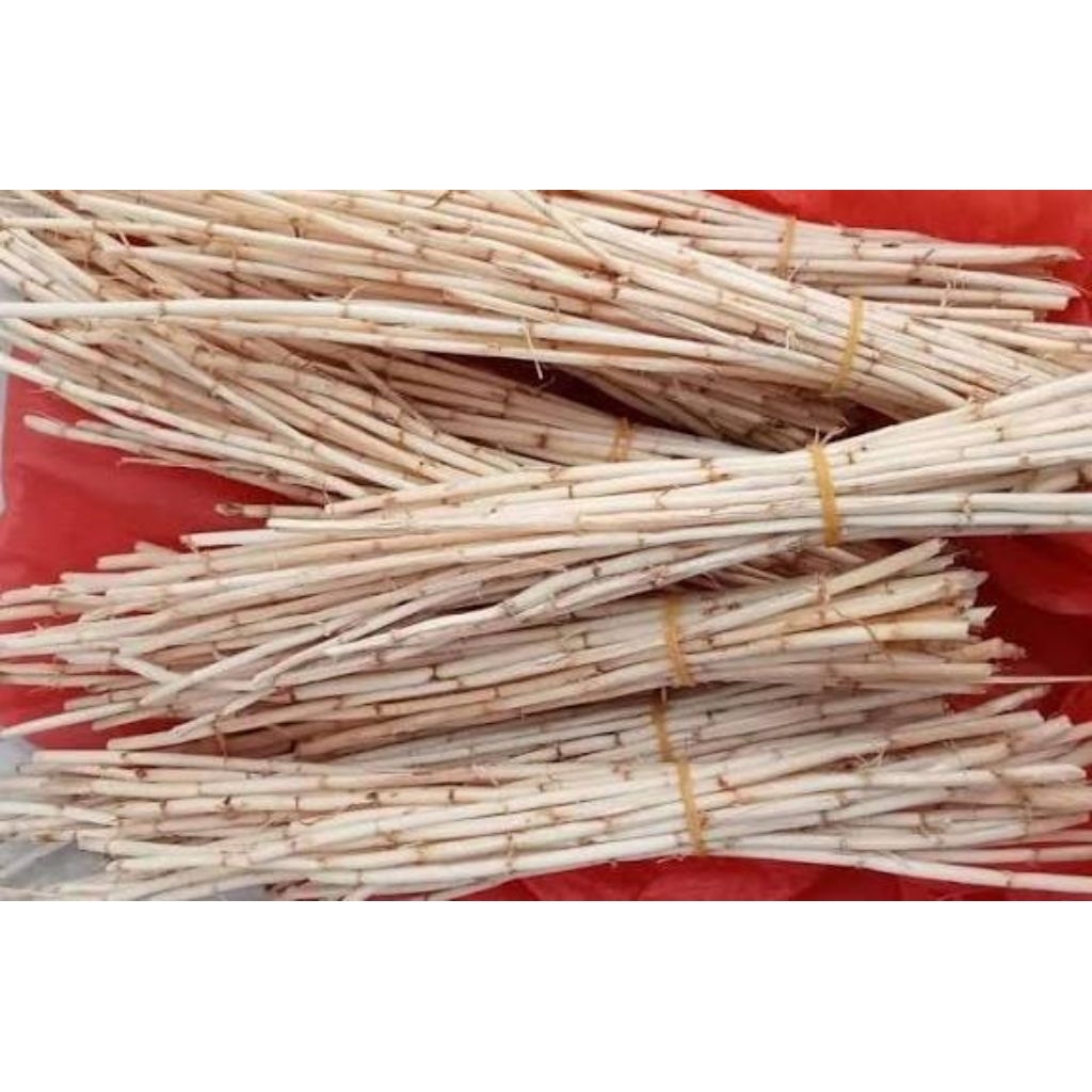 akar alang-alang, akar ilalang segar