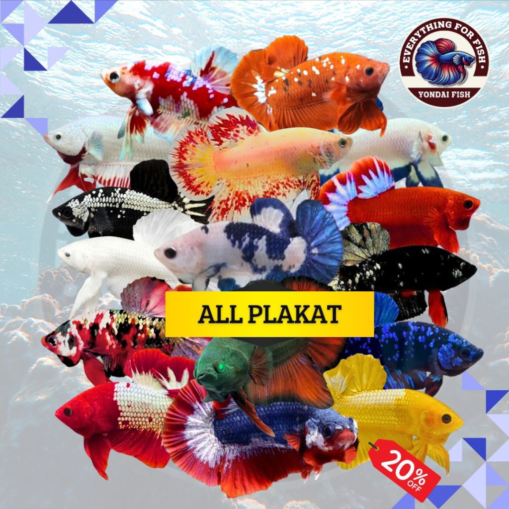 [ALL CUPANG PLAKAT] Jantan Betina | FCCP | HELLBOY | BARONGSAI | MURAH | GROSIR | BAGUS| REALPICT