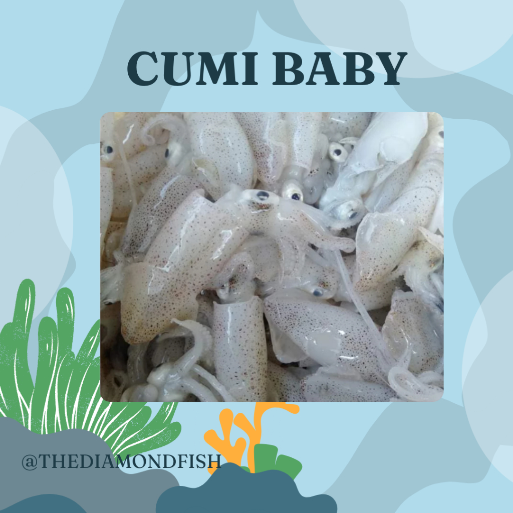 Cumi 1Kg Cumi Basah Cumi Segar Cumi Baby 1Kg Baby Cumi Segar Baby Cumi Basah Cumi Kecil Seafood Cumi