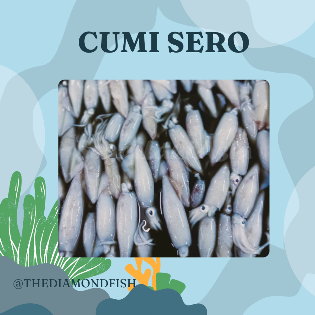 Cumi Sero Jumbo Cumi Sero Jumbo 1Kg Seafood Cumi Cumi Segar