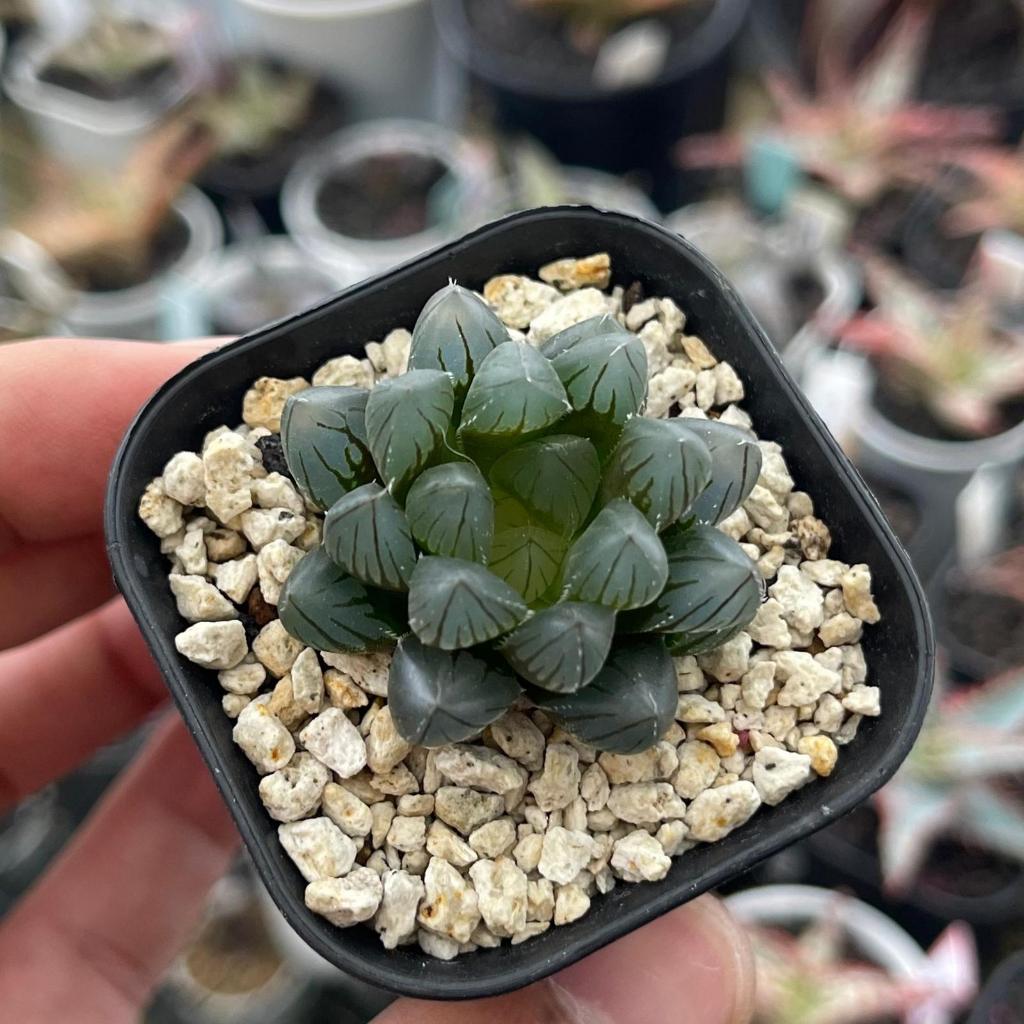 Haworthia black obtusa - Tanaman hias sukulen kaktus