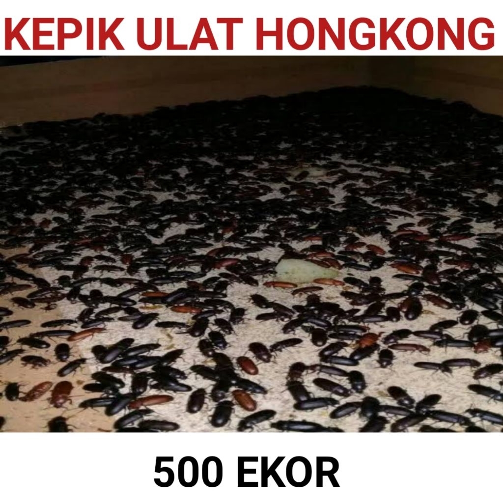 kepik ulat hongkong siap produksi