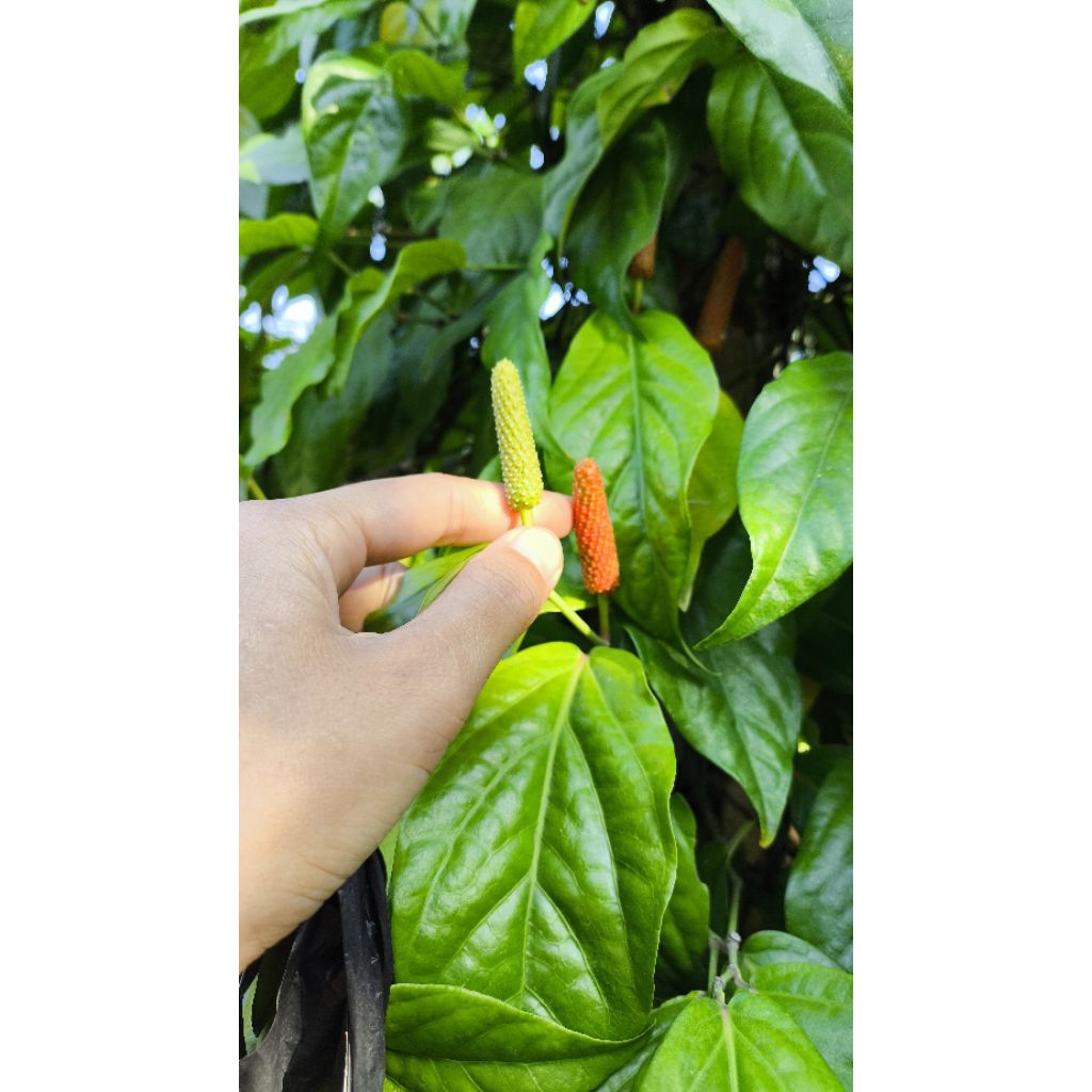 Cabe Jawa/Cabe Jamu Kering 1 KG