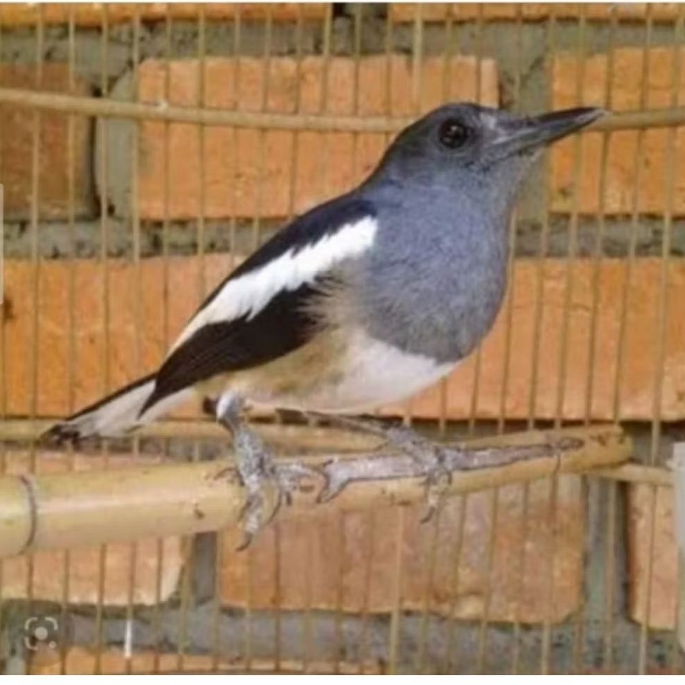 BURUNG KACER BETINA SIAP TERNAK