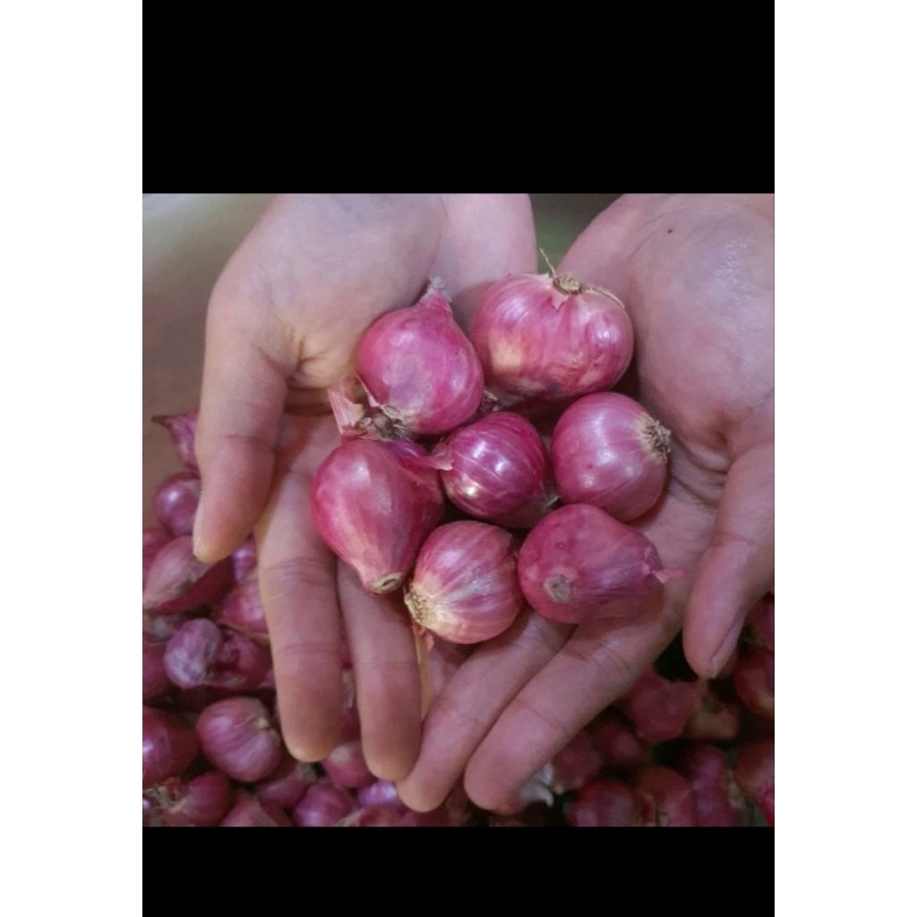 (SUPER) Bawang Merah lokal nganjuk besar