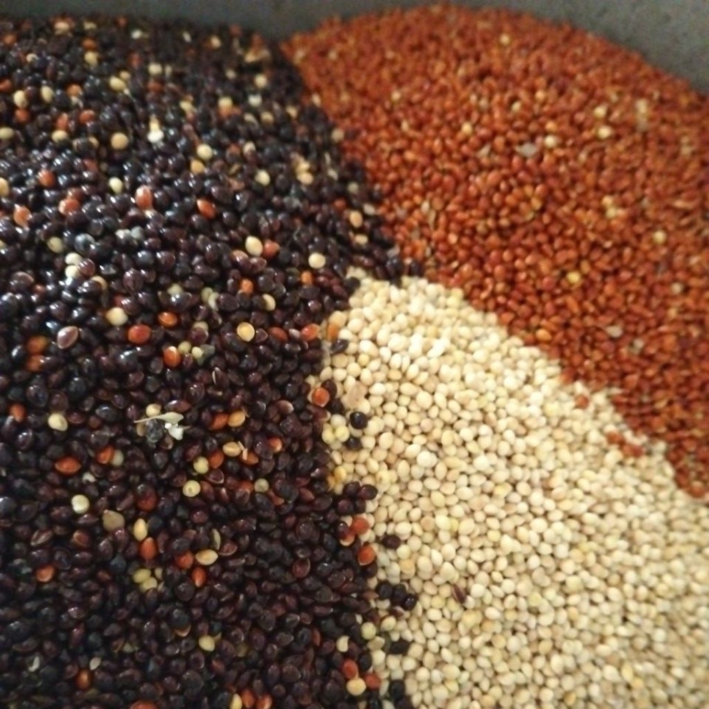 ( 1KG ) Mix Milet campur MILET PUTIH, MILET HITAM, DAN MERAH