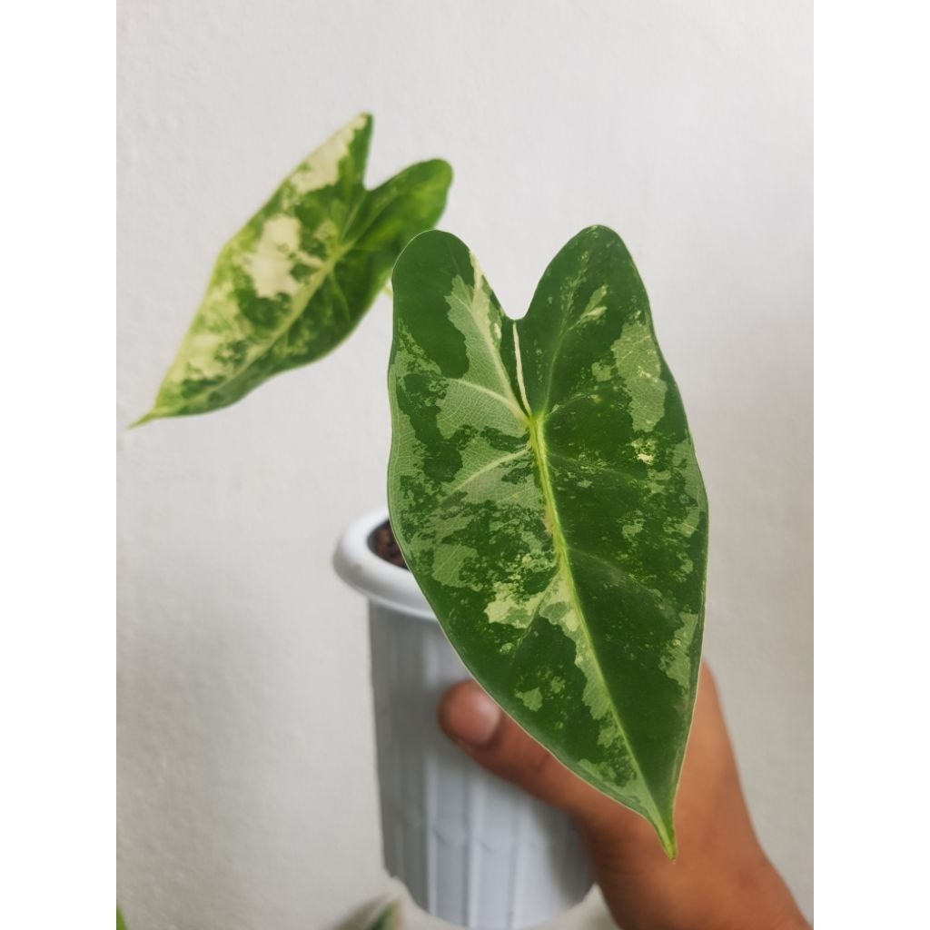 Alocasia Frydek variegata / alokasia frydek var real pict