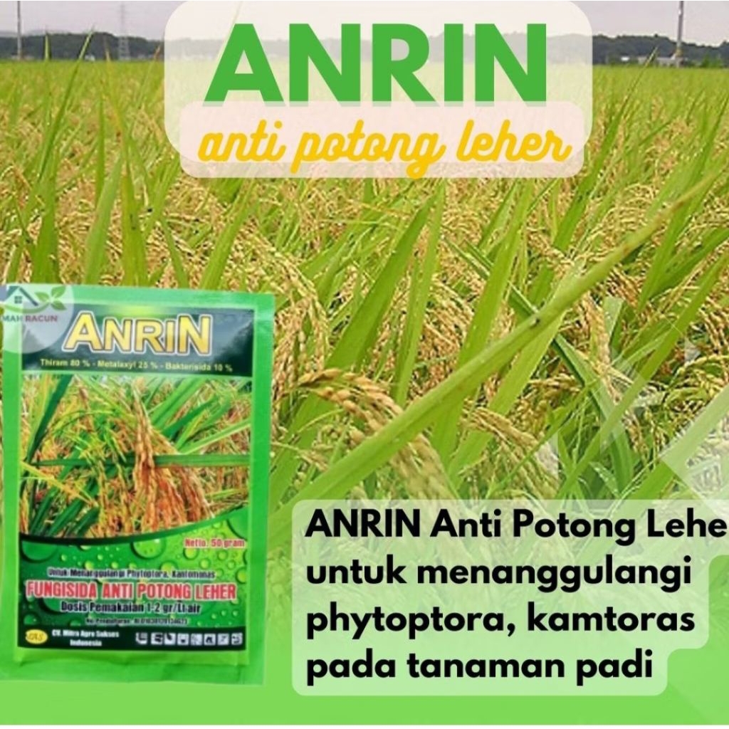 ANRIN FUNGIDA 50gr Obat Anti Potong Leher pada Padi & Anti Bulai