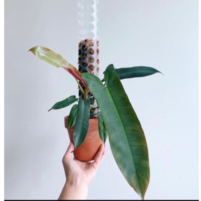 philodendron atabapoense (1 daun)