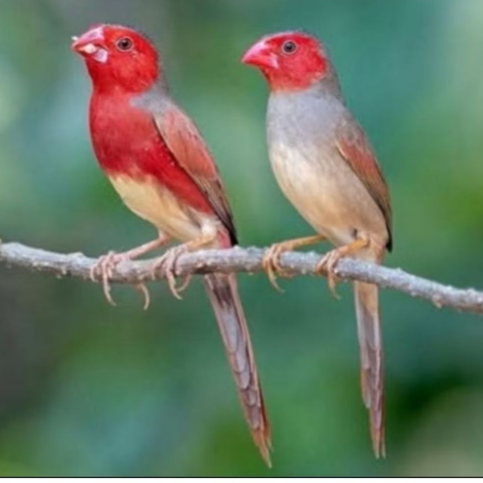 Crimson FINCH SEPASANG aviari