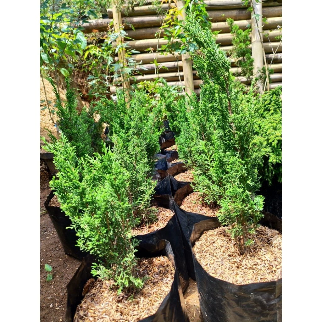 Bahan Bonsai Cemara Sargenti Jarum/ Juniperus Sargentii