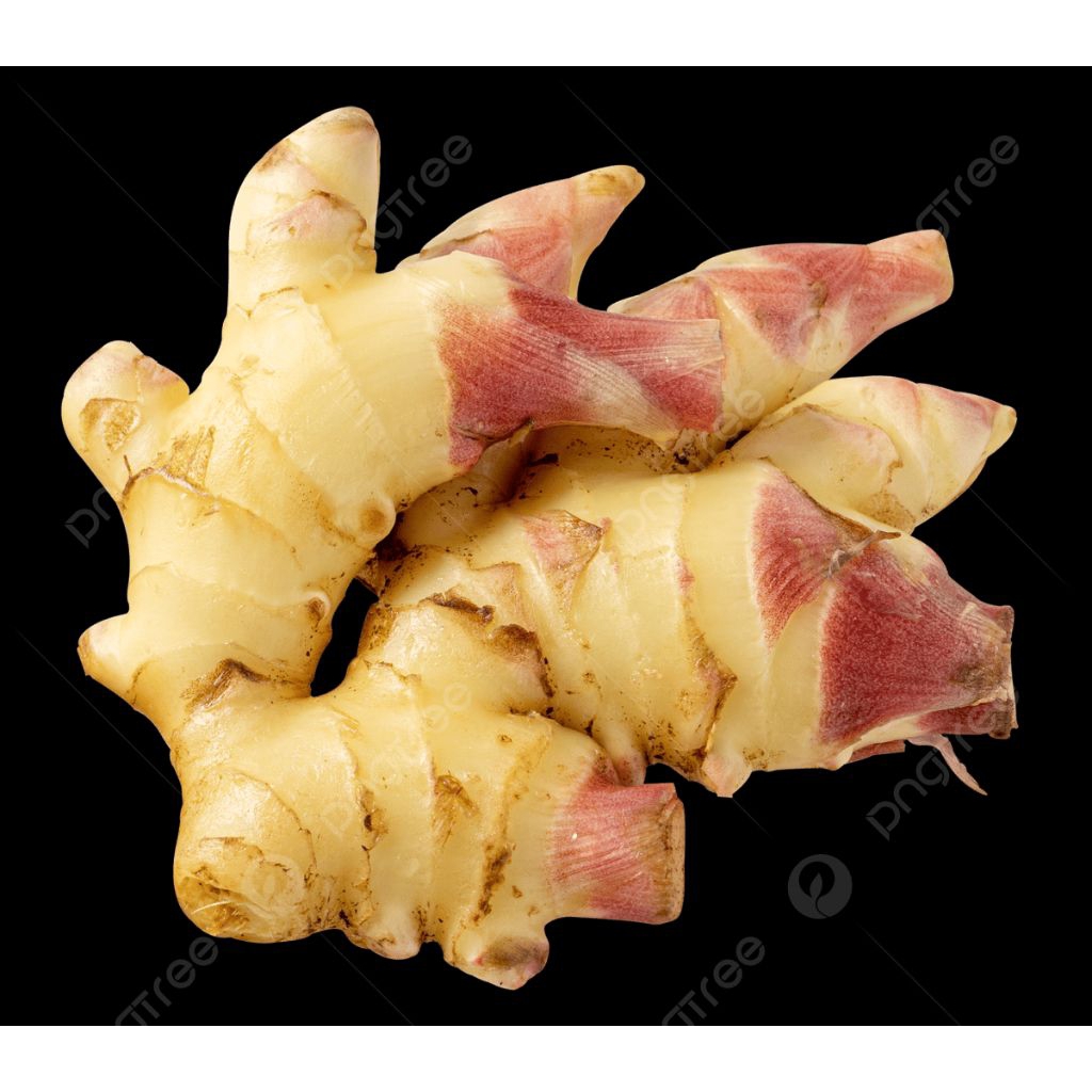 jahe gajah muda segar | jahe muda | jahe putih