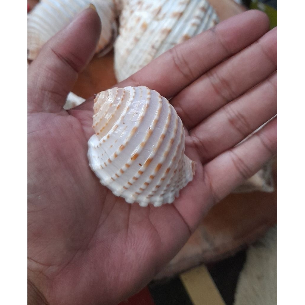 Cangkang Rumah Kelomang Tona Kecil