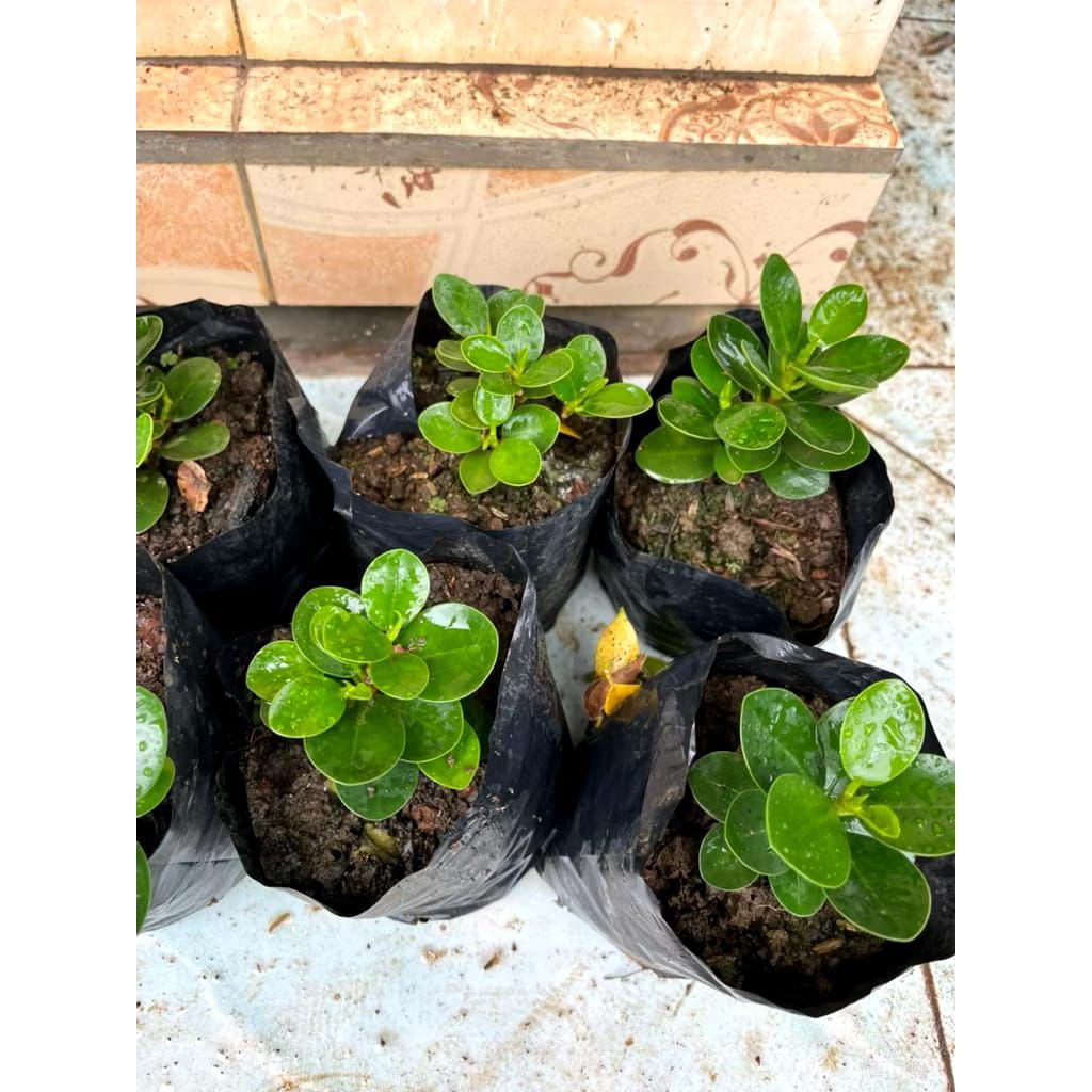 Bibit Beringin Dolar - Bahan Bonsai Beringin Dolar