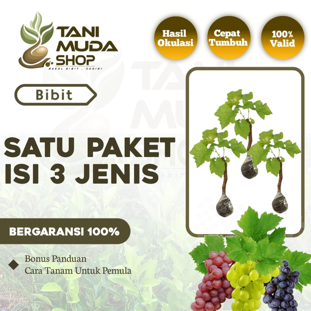 (beli 1 dpt 3 jenis) BIBIT ANGGUR SUPER GENJAH - BIBIT ANGGUR - ANGGUR SUPER - ANGGUR - BERGARANSI