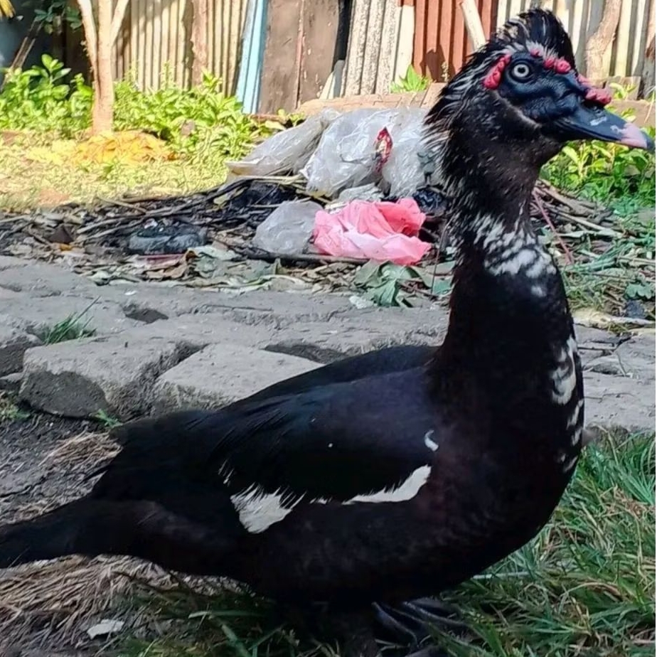 TELUR ENTOK JUMBO DRAGON ORI untuk ditetaskan