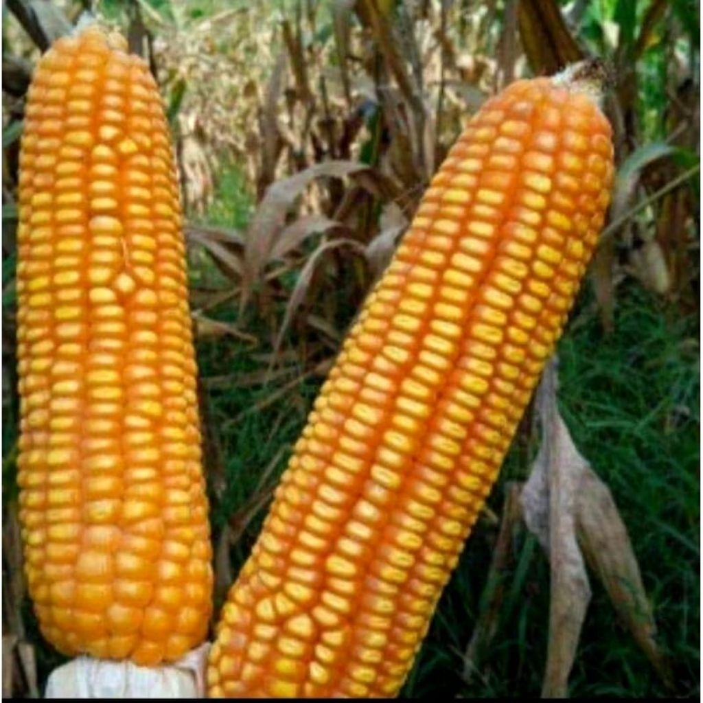 benih jagung hibrida polos , bisi 18,228 ,99,77 oroginal