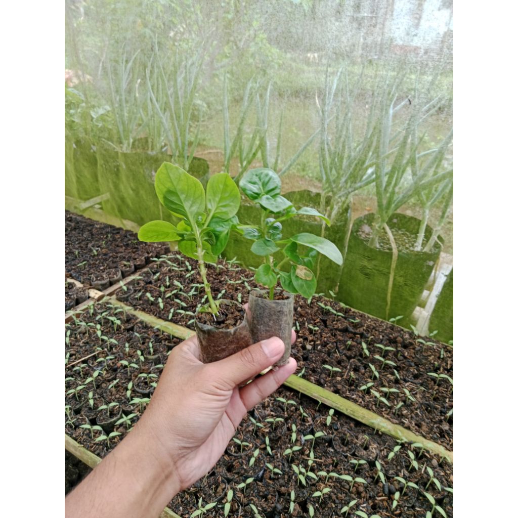 (10 POHON) BIBIT BAYAM BRAZIL SUDAH BERAKAR - BIBIT BAYAM BRAZIL SIAP TANAM - BIBIT TANAMAN BAYAM BR