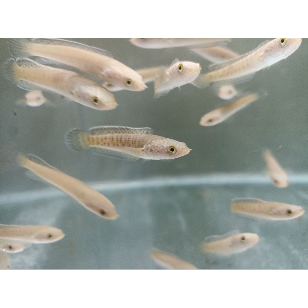 auranti cb pulosari 4/6cm