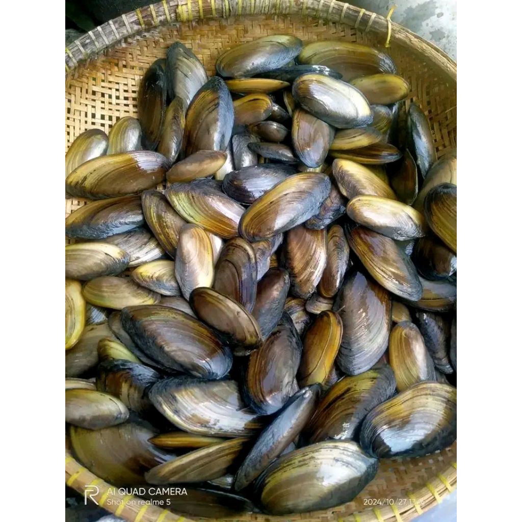kerang air tawar hidup 1kg