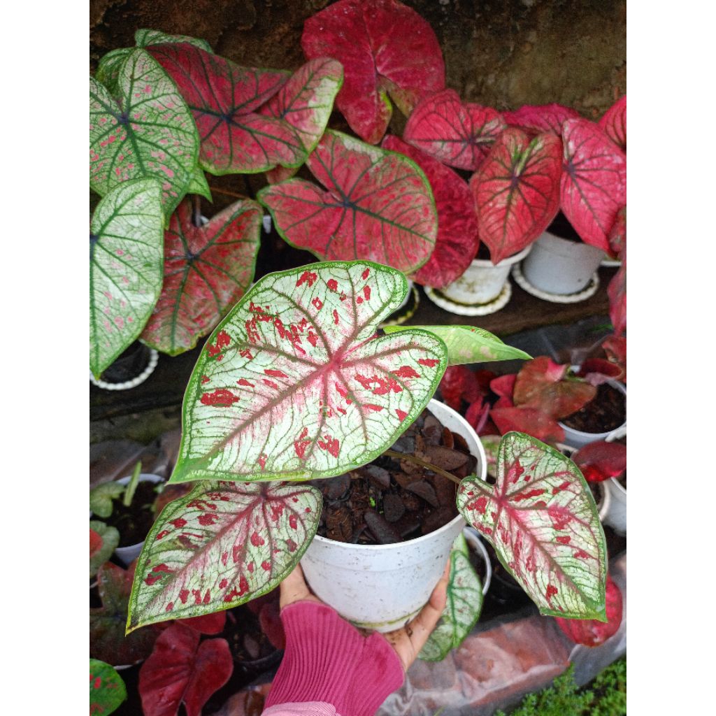 Caladium Thailand Series Size Remaja