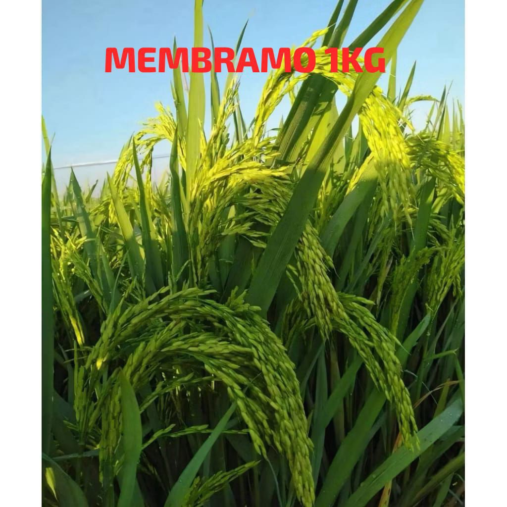 1KG BIBIT/BENIH PADI MEMBRAMO SUPER BERKWALITAS.