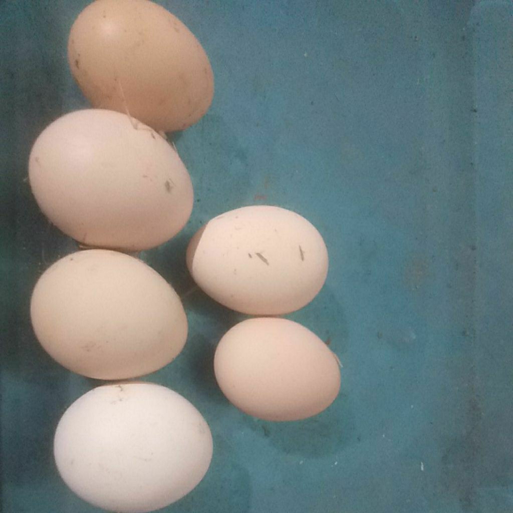 telur fertil ayam kampung elba