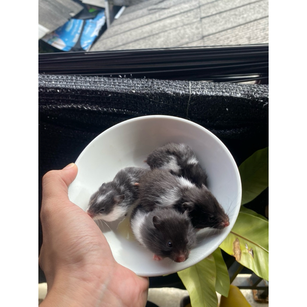 hamster syrian hitam putih panda