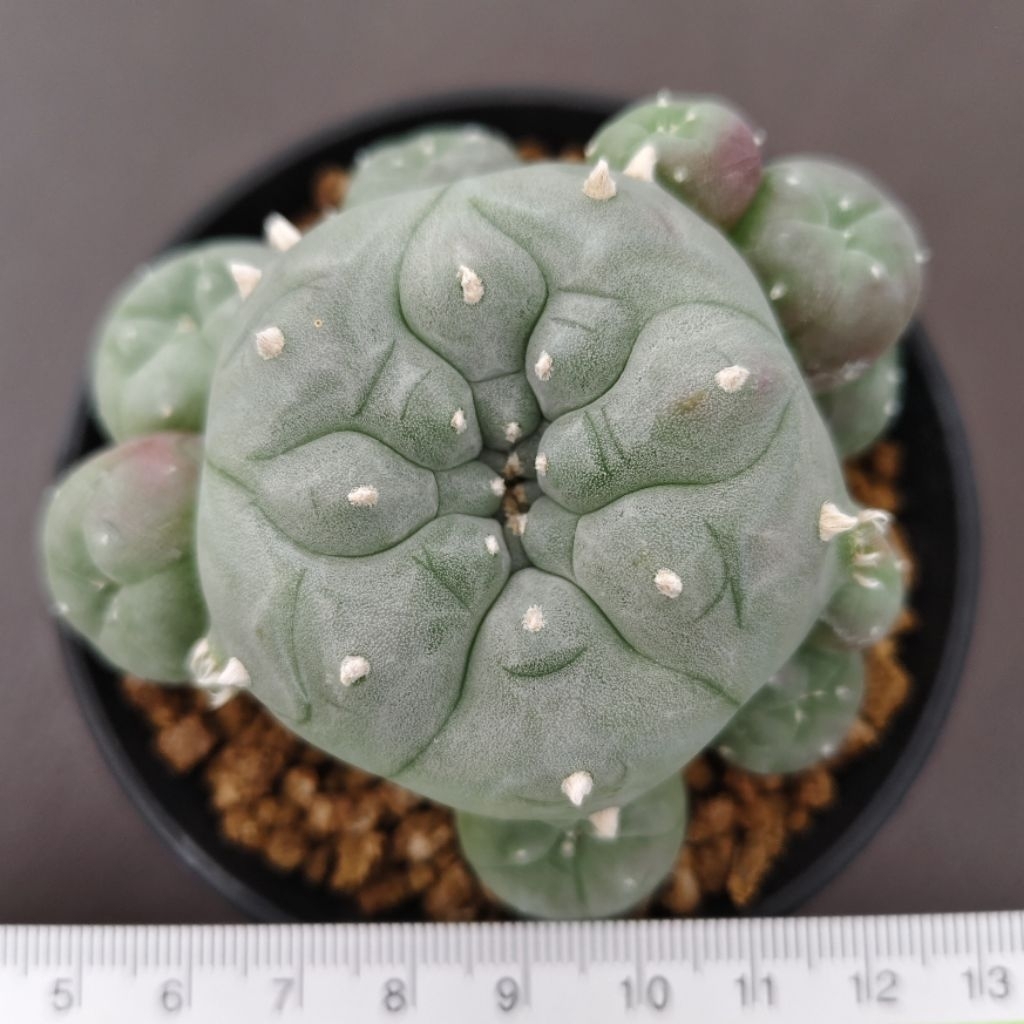 Tanaman Kaktus Lophophora williamsii texana Japan