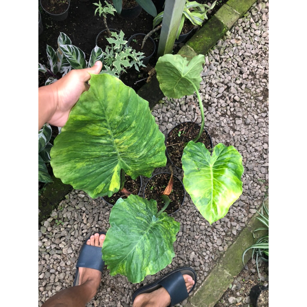 Alocasia Gageana Aurea Variegata / Tanaman talas variegata kuning / Gageana Variegata kuning