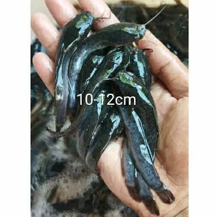 BIBIT LELE SANGKURIANG (10-12CM) (50EKOR)