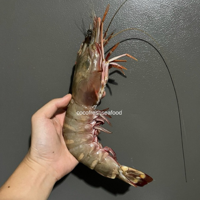 Udang Windu Laut Jumbo Fresh / Giant Sea Tiger Prawn