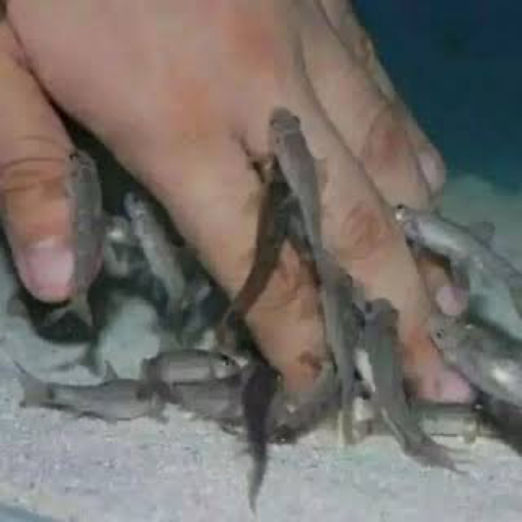 IKAN TERAPI HITAM SEHAT LINCAH (50ekor)