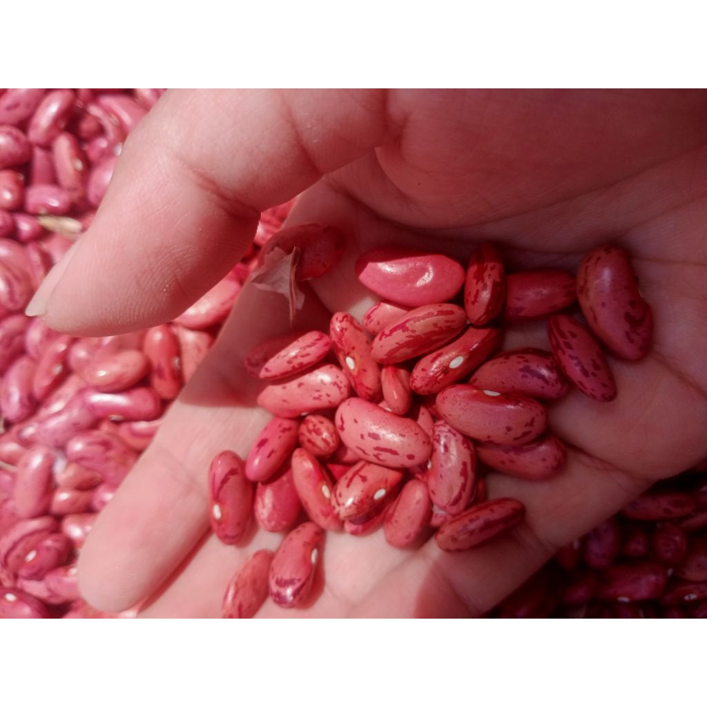 KACANG MERAH (LOKAL) SUPER 500gr