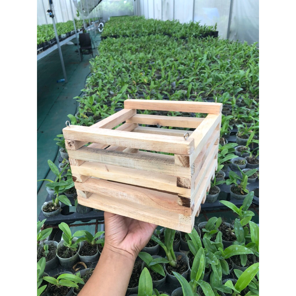 Pot Anggrek Kayu Aesthetic