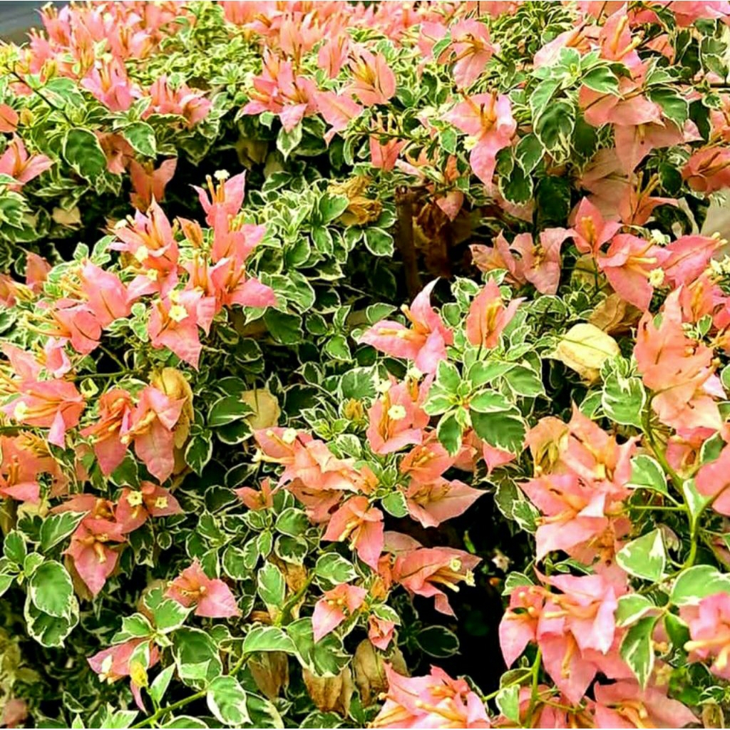 Bougenville Sakura Blacan