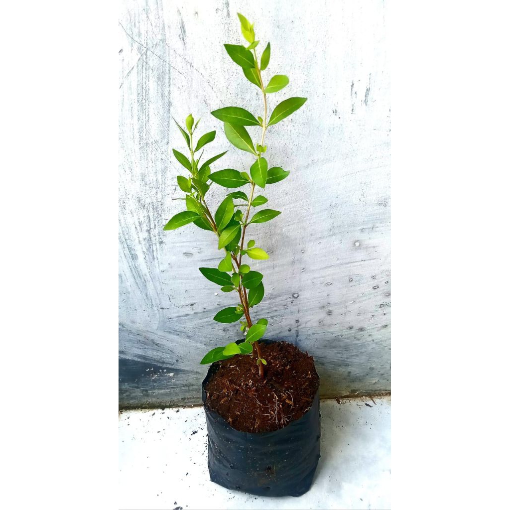 Bibit pacar Arab/Tanaman Pacar Kuku Henna,Pewarna kuku dan rambut Alami,herbal Siap Tanam