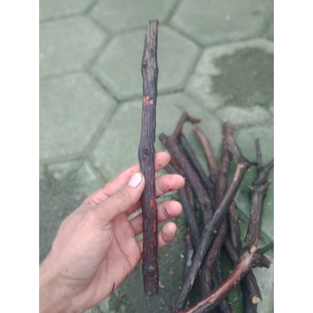 Batang bawah anggur issabella cocok untuk Grafting (rootstock)